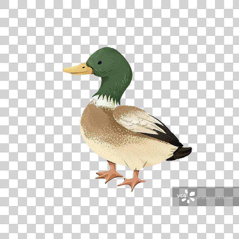 绿头鸭图片素材