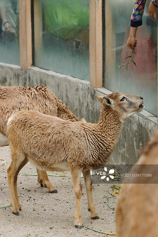 广州动物园的驼羊图片素材