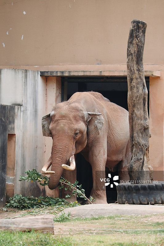 广州动物园吃草的大象图片素材