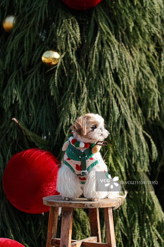 西施犬圣诞节图片素材