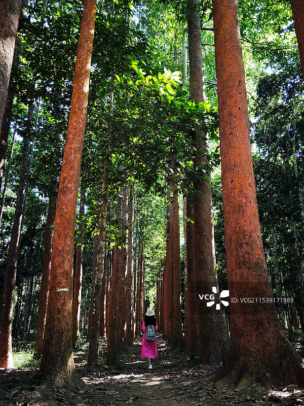 静怡——中科院西双版纳热带植物园图片素材