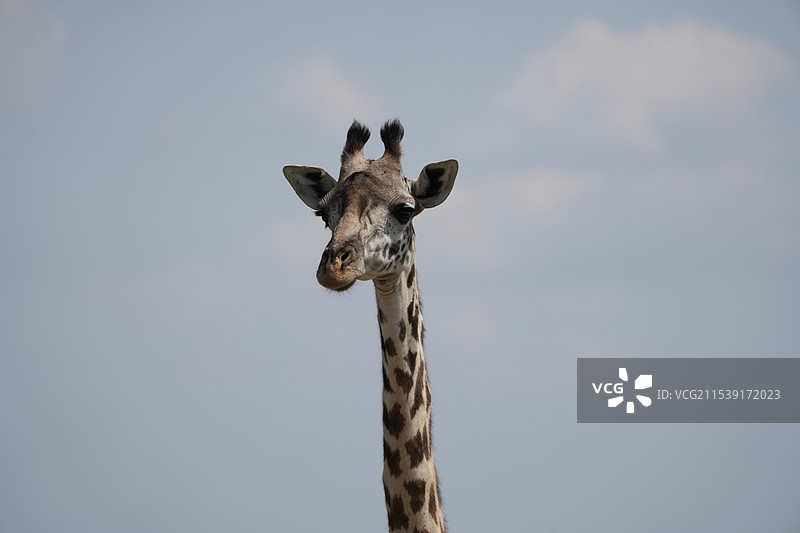 非洲长颈鹿图片素材
