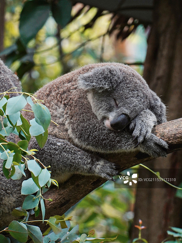广州长隆野生动物世界图片素材