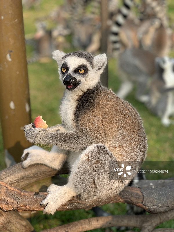 环尾狐猴进食苹果图片素材