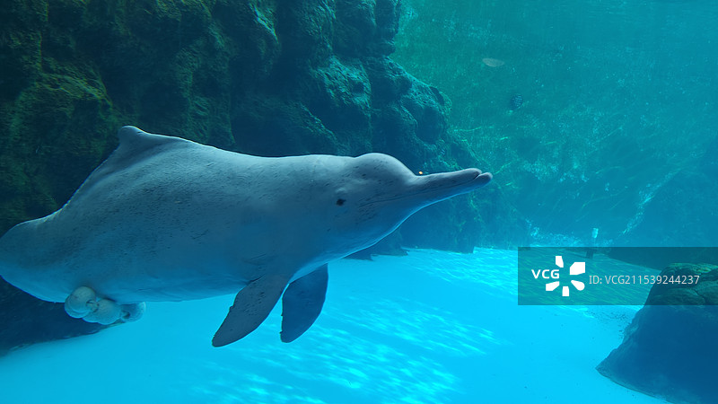 中华白海豚图片素材