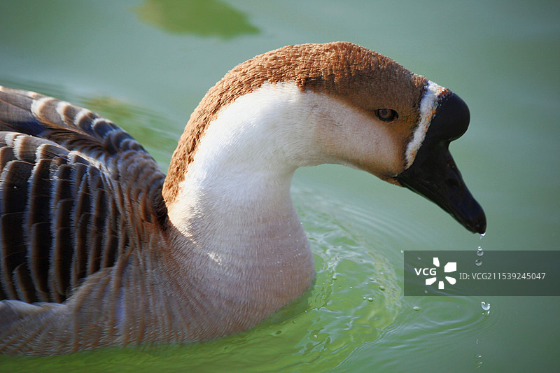 野生灰鹅特写图片素材