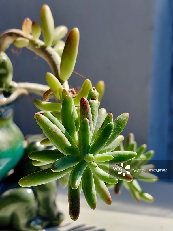 盆栽多肉植物特写图片素材