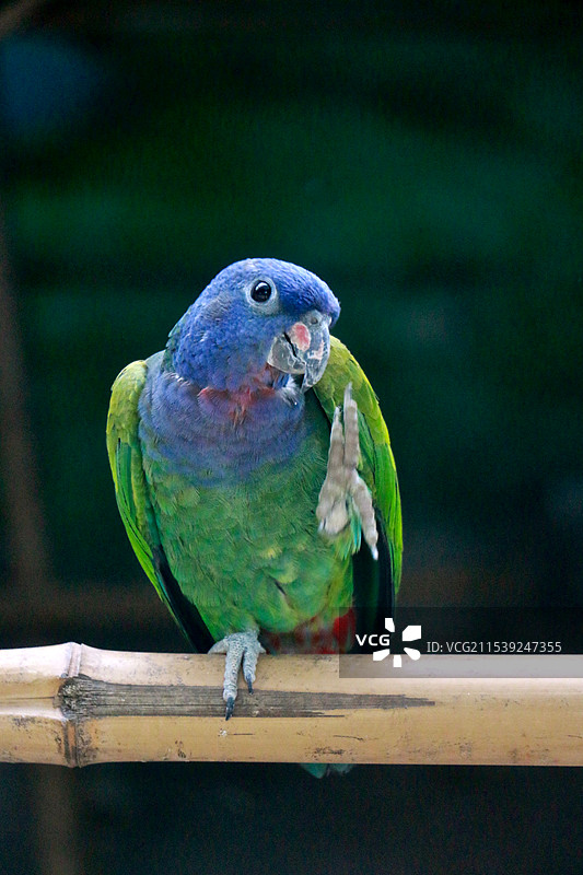 一只跷脚鹦鹉图片素材