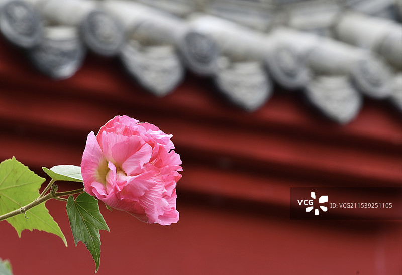 艳丽芙蓉图片素材