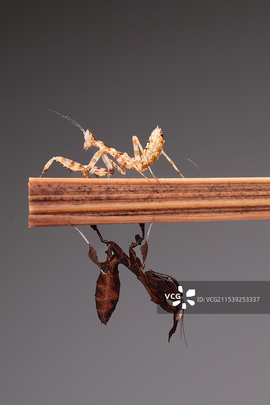 幽灵螳螂图片素材