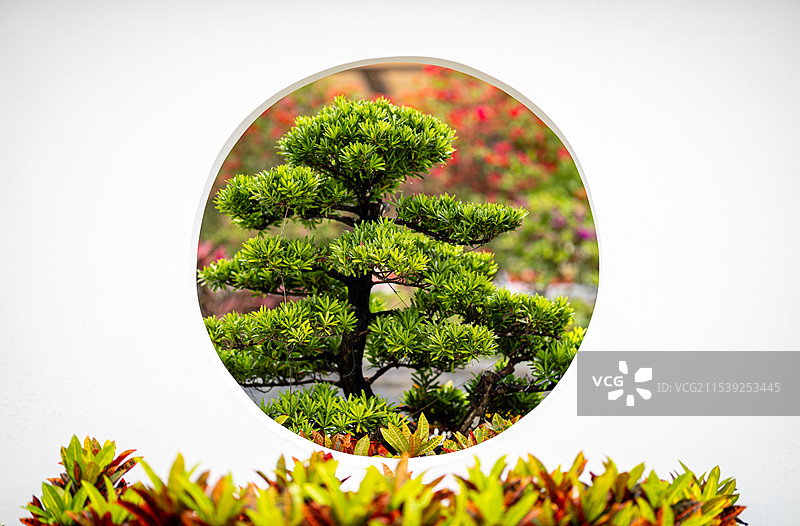 植物 罗汉松图片素材