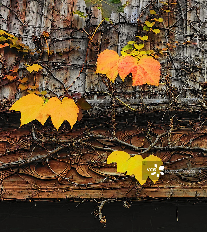 爬山虎的藤蔓与叶子图片素材