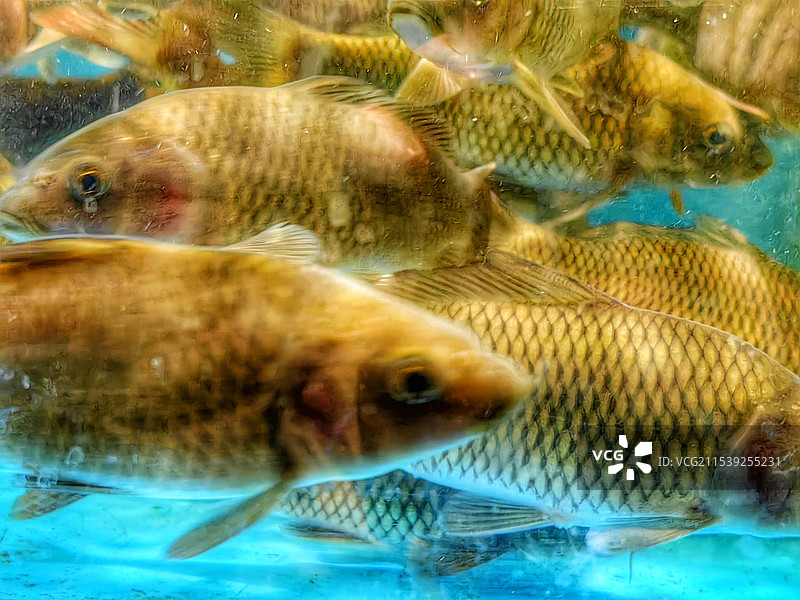 菜市场的鱼图片素材