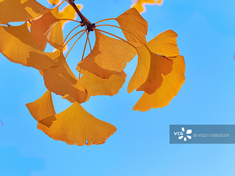 银杏黄叶映蓝天图片素材