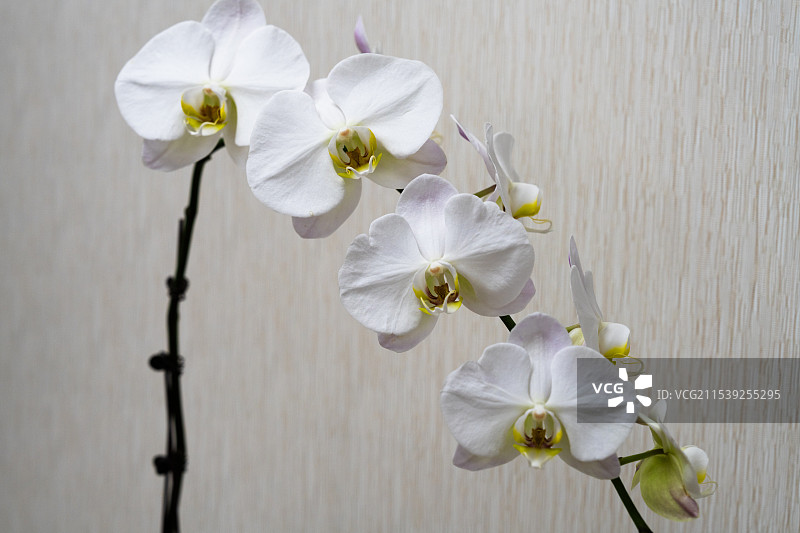 纯白蝴蝶兰特写图片素材