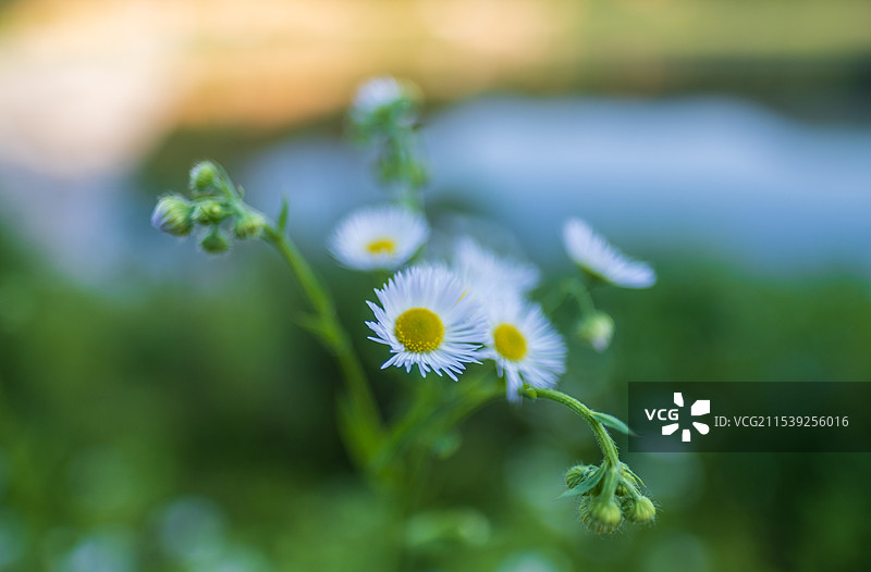 白顶飞蓬 千层塔 野蒿  一年蓬图片素材