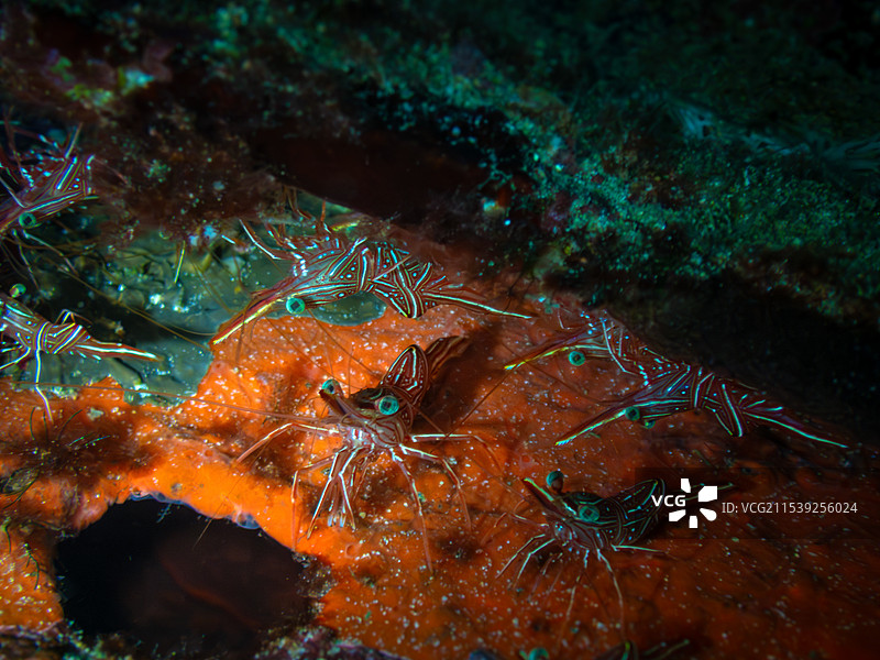 跳舞虾图片素材