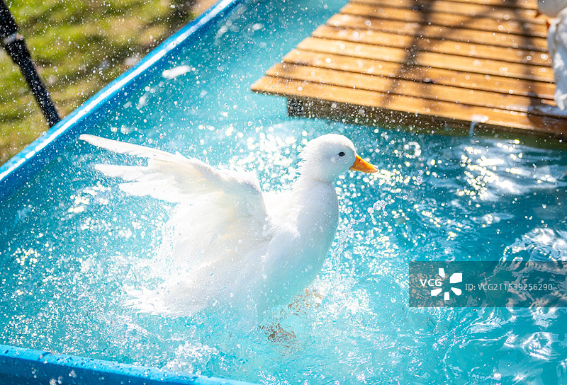 科尔鸭图片素材