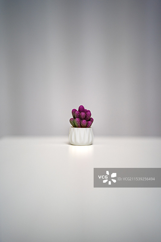 仙人掌摆件的特写图片素材