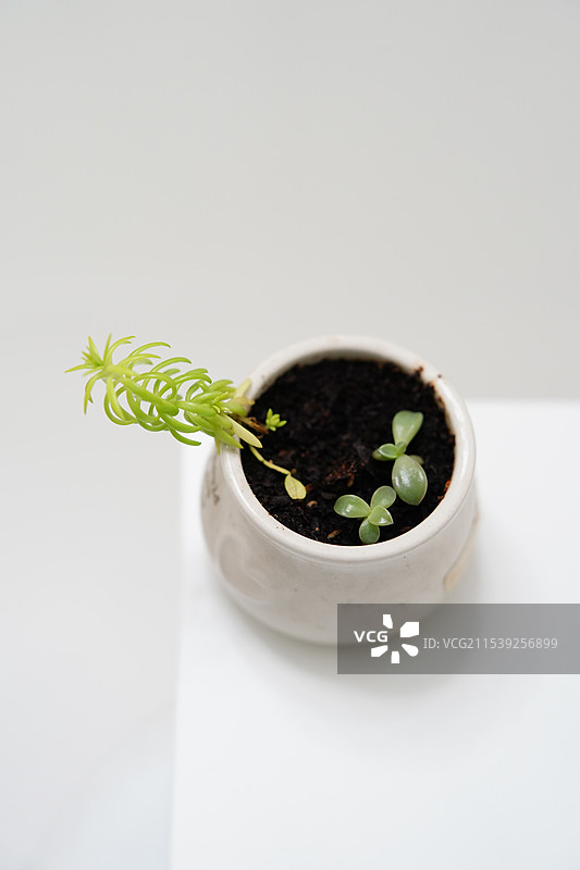 室内植物特写图片素材