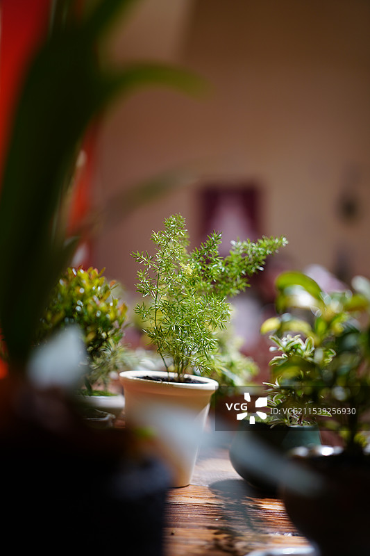 室内植物特写图片素材