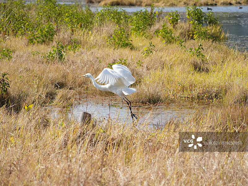 保山腾冲北海湿地白鹭展翅飞翔图片素材