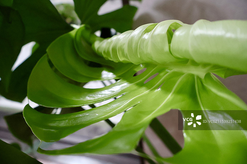 龟背竹新叶子图片素材