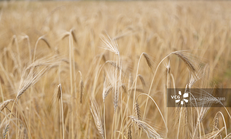 低视角下即将收获的麦田麦子特写图片素材