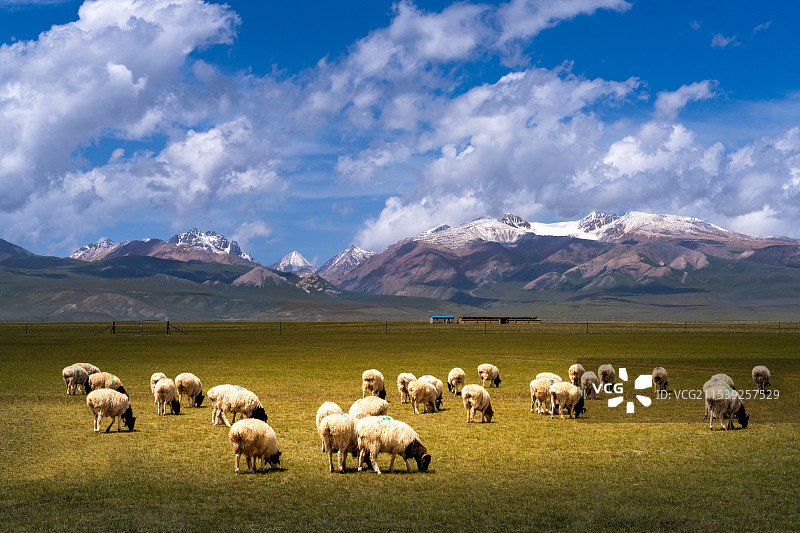 巴音布鲁克草原牧场图片素材