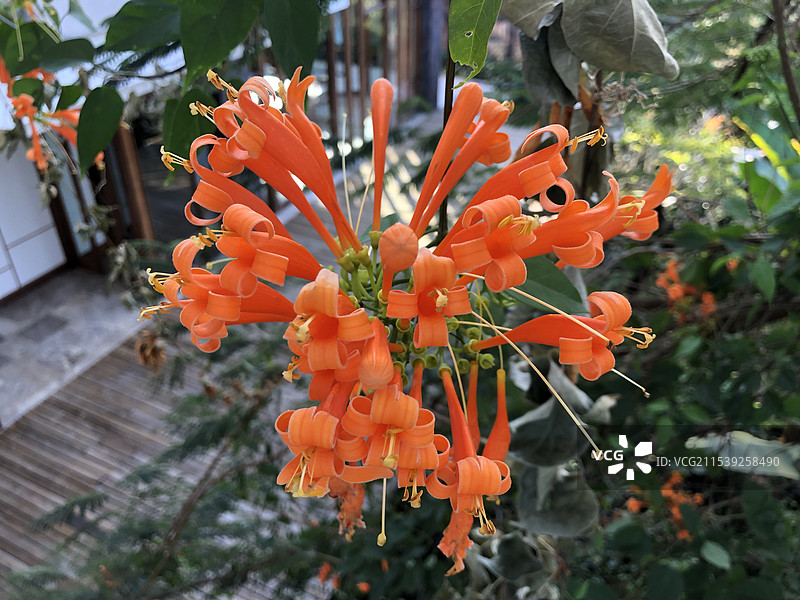 炮仗花鞭炮花炮仗藤黄鳝藤图片素材