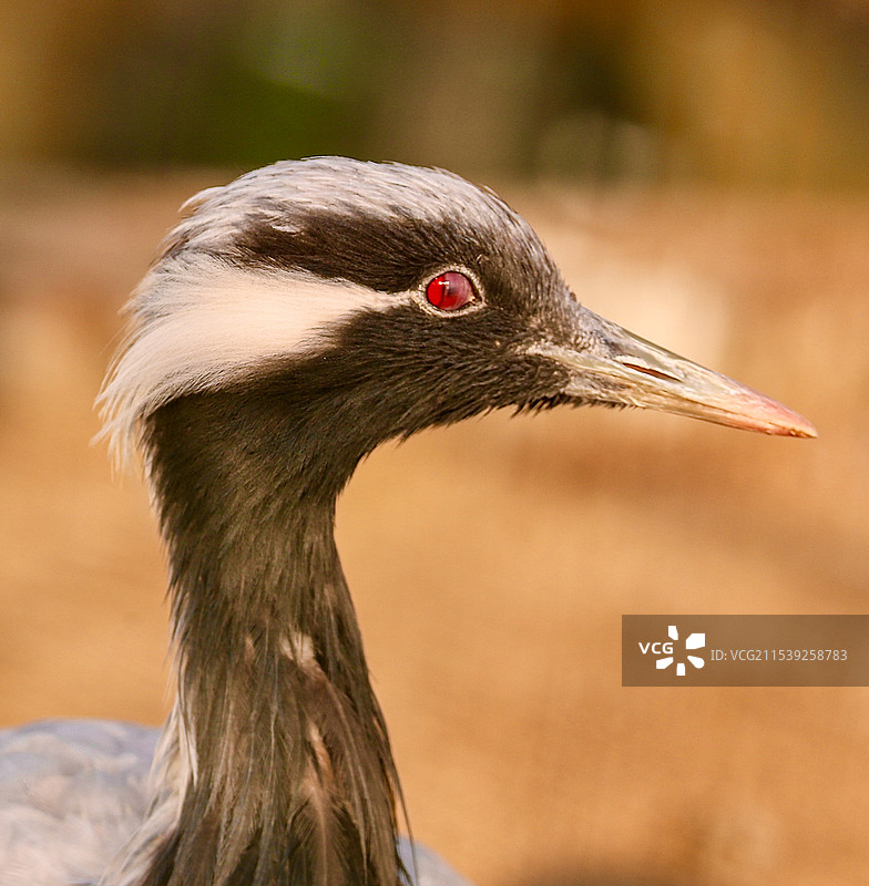 蓑羽鹤图片素材