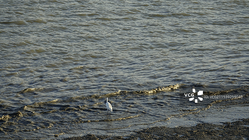 白鹭和浪花图片素材