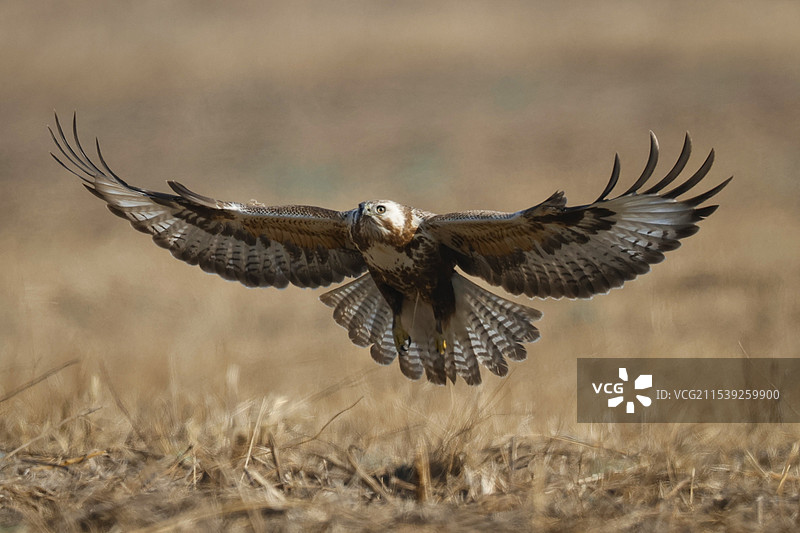 田野里大鵟亮翅飞行图片素材