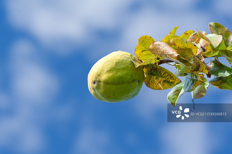 武汉东湖蓝天和果实图片素材