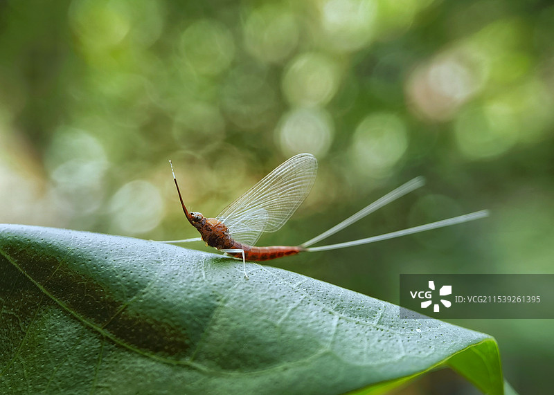 蜉蝣图片素材