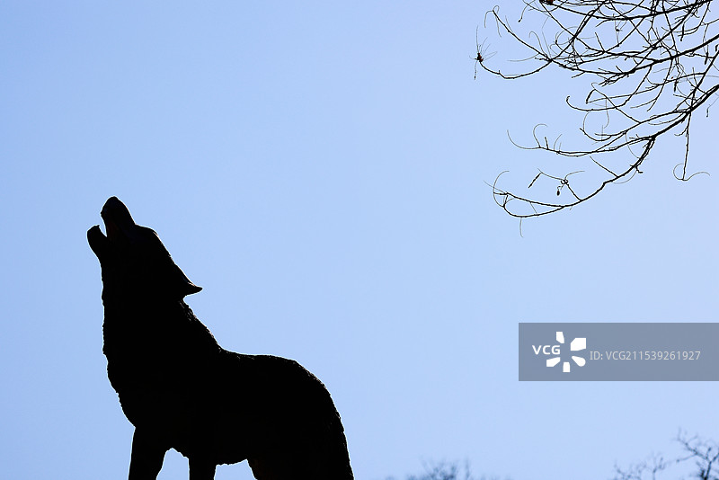 北方的狼图片素材