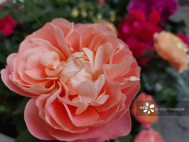 月季花图片素材