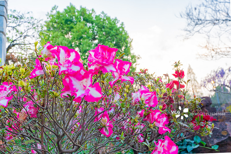 龟背竹 植物 叶子 绿色 自然 热带 热带风情 夏季 绿叶 龟背竹叶子图片素材