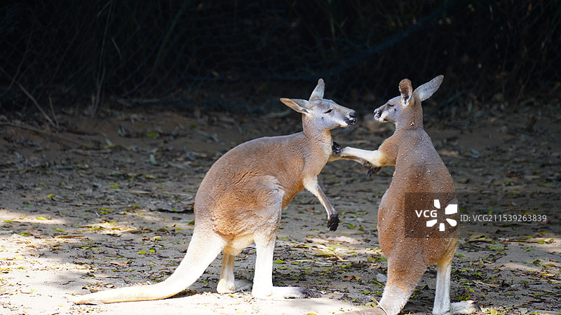打架的小袋鼠图片素材
