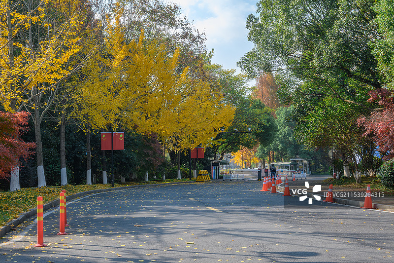 校园的秋景图片素材