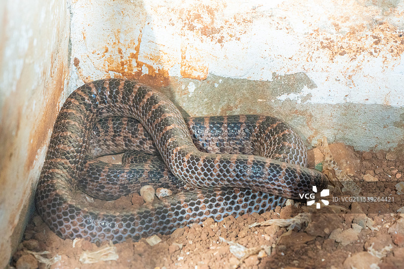 赤链蛇图片素材