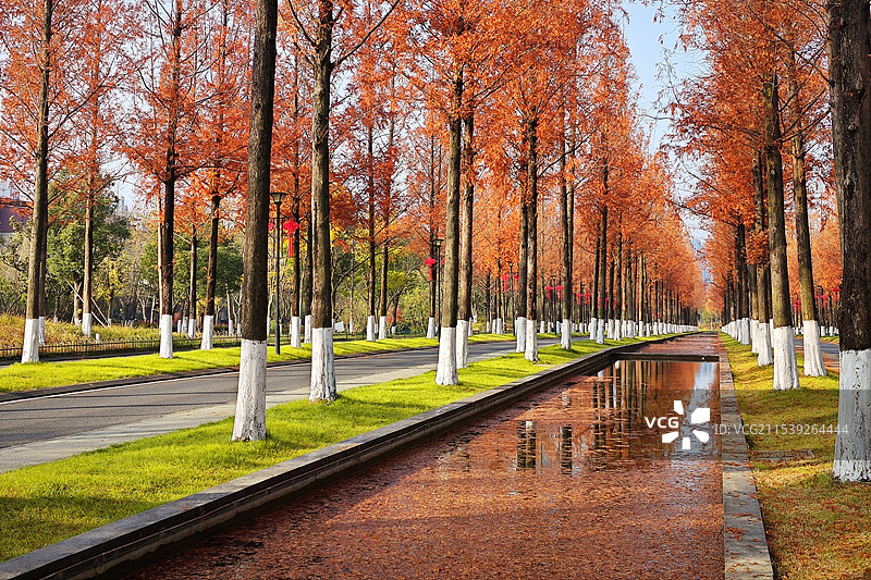 南京市江宁区上秦淮生态湿地公园红杉林图片素材