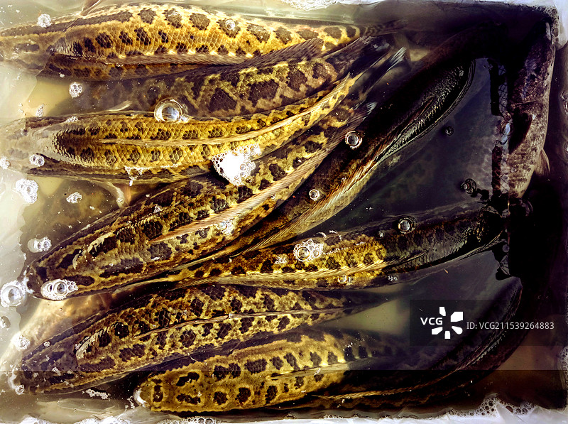 水产动物摄影作品图片素材