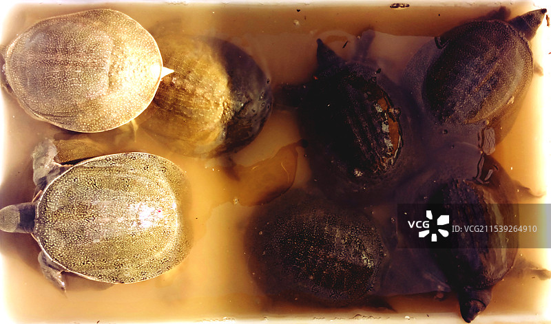 水产动物摄影作品图片素材