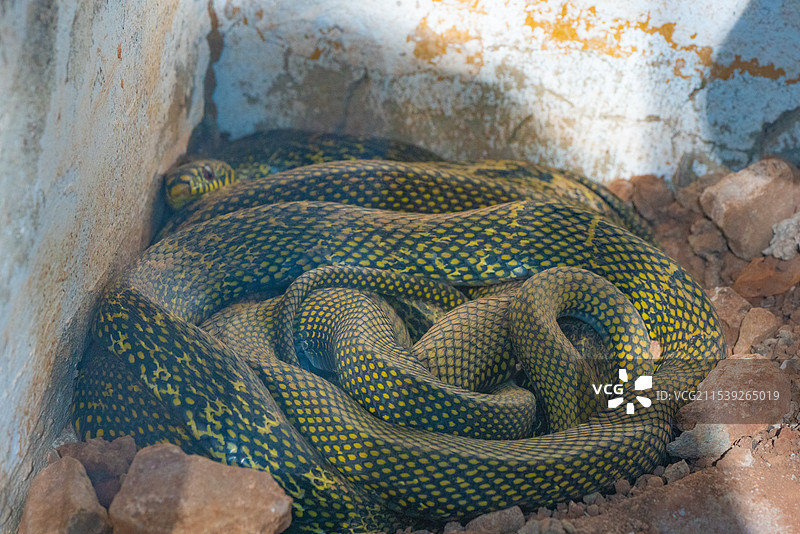 菜花蛇图片素材