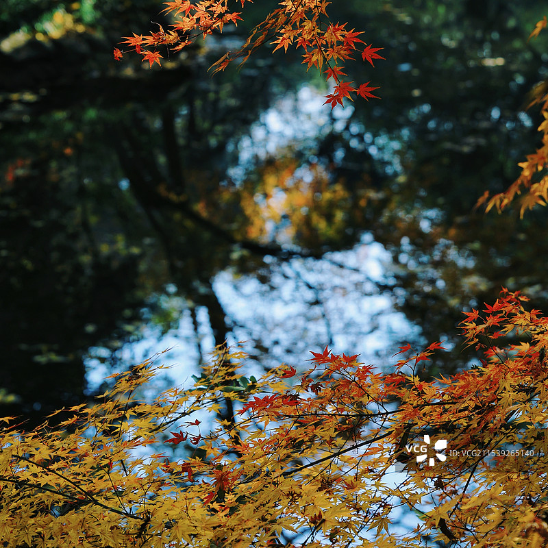 秋色（浙江杭州·花港观鱼）图片素材