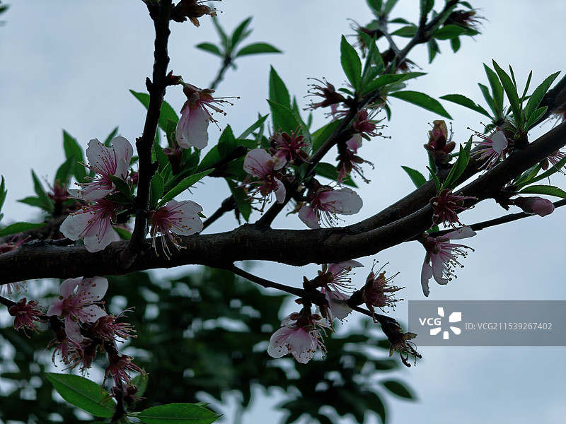 三明尤溪桂峰古民居图片素材