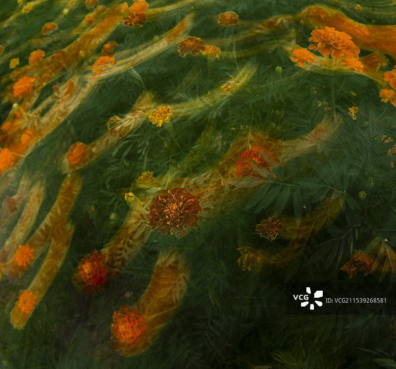 徜徉亦真亦幻花海世界（新疆五家渠市）图片素材