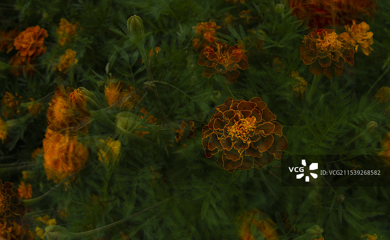 徜徉亦真亦幻花海世界（新疆五家渠市）图片素材