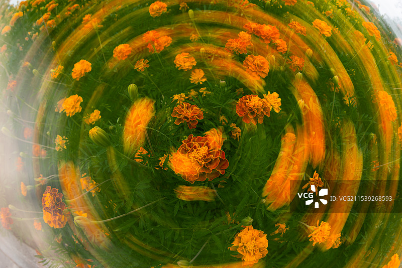 徜徉亦真亦幻花海世界（新疆五家渠市）图片素材